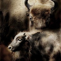 Buy canvas prints of  Buffalo love by Alan Mattison
