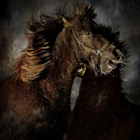Buy canvas prints of  Fighting horses by Alan Mattison