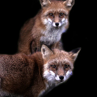 Buy canvas prints of  Foxy friends by Alan Mattison