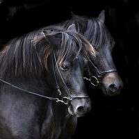 Buy canvas prints of  Ponies in the dark by Alan Mattison
