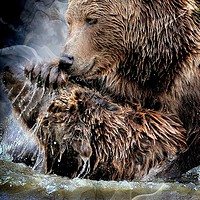 Buy canvas prints of How much can you bear? by Alan Mattison