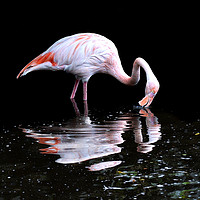 Buy canvas prints of Pretty flamingo by Alan Mattison