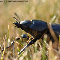 Buy canvas prints of Stag beetle by cairis hickey