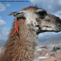 Buy canvas prints of llama at cusco by cairis hickey