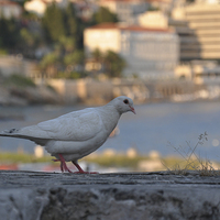 Buy canvas prints of Croatian Dove by cairis hickey