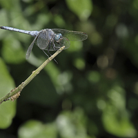 Buy canvas prints of  Blue dragonfly by cairis hickey