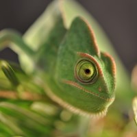 Buy canvas prints of Chameleon by cairis hickey