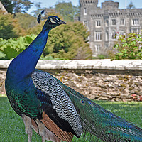 Buy canvas prints of Peacock castle by cairis hickey