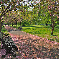 Buy canvas prints of Bench of Blossom by cairis hickey