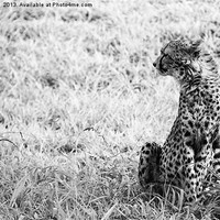 Buy canvas prints of Cheetah Look by Sheetal 