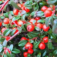 Buy canvas prints of Red berries of winter by ian littler