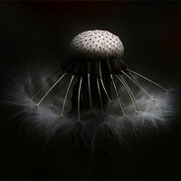 Buy canvas prints of Dandelion by Alison Streets