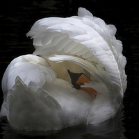 Buy canvas prints of  The Swan by Alison Streets