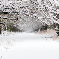 Buy canvas prints of Snow Covered Trees by Colin Tilley