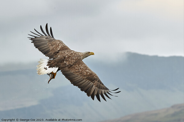 Sea Eagle with Fish over Mull Picture Board by George Cox