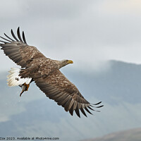 Buy canvas prints of Sea Eagle with Fish over Mull by George Cox