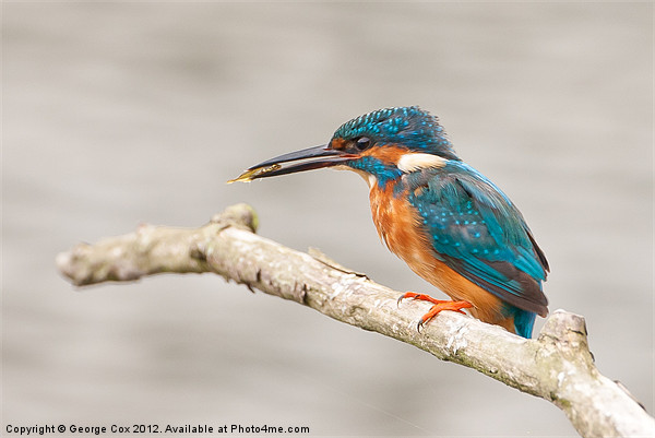 Kingfisher (Alcedo atthis), male with a captured f Picture Board by George Cox