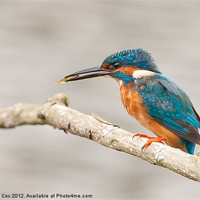 Buy canvas prints of Kingfisher (Alcedo atthis), male with a captured f by George Cox