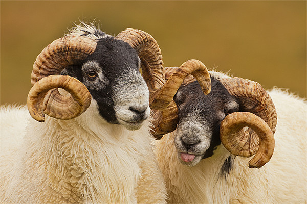 Pair of Cheeky Rams Picture Board by George Cox