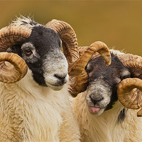 Buy canvas prints of Pair of Cheeky Rams by George Cox
