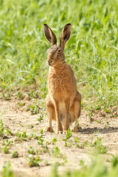 Brown Hare Picture Board by George Cox