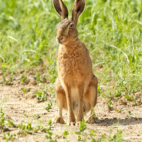 Buy canvas prints of Brown Hare by George Cox