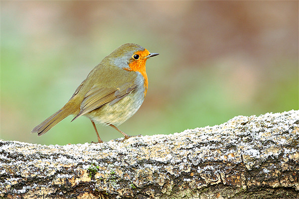 Robin on a Frosty Log Picture Board by George Cox