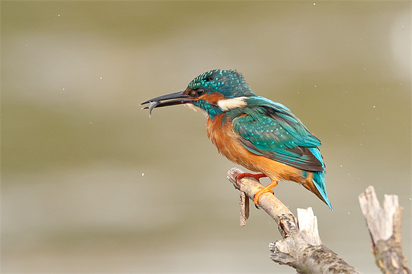 Kingfisher Picture Board by George Cox