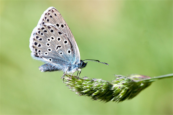 Large Blue butterfly Picture Board by George Cox