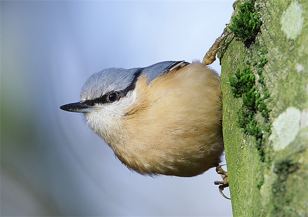 Classic Nuthatch Pose Picture Board by George Cox