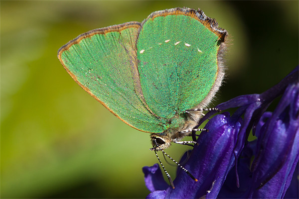 Green Hairstreak butterfly Picture Board by George Cox