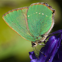 Buy canvas prints of Green Hairstreak butterfly by George Cox