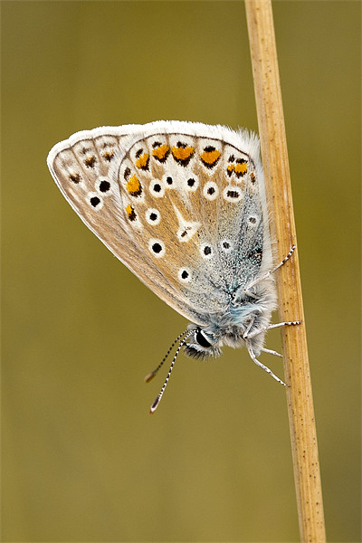 Common Blue butterfly roosting Picture Board by George Cox