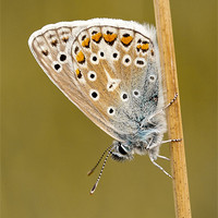 Buy canvas prints of Common Blue butterfly roosting by George Cox