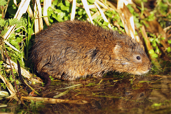 Water Vole in the Sun Picture Board by George Cox