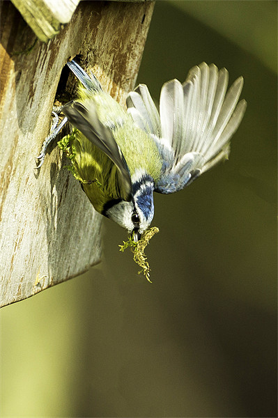 Blue Tit leaving next box Picture Board by George Cox