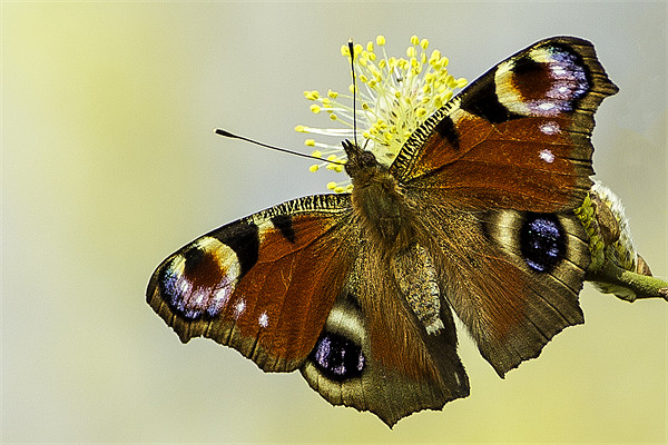 Peacock butterfly on a catkin Picture Board by George Cox