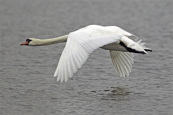 Swan in Flight Picture Board by George Cox