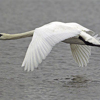 Buy canvas prints of Swan in Flight by George Cox