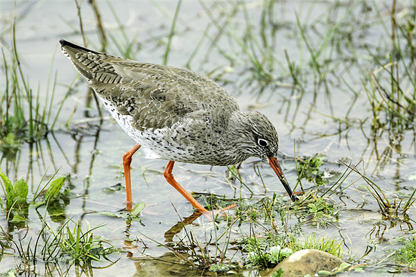 Redshank Picture Board by George Cox