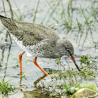 Buy canvas prints of Redshank by George Cox