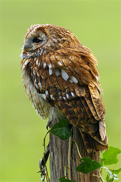 Tawny Owl Portrait Picture Board by George Cox