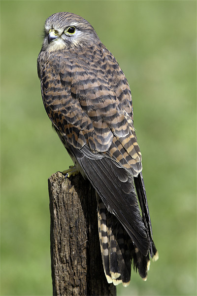 Kestrel on a Post Picture Board by George Cox