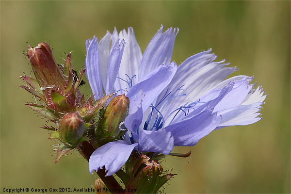 Chicory Flower - Cichorium intybus Picture Board by George Cox