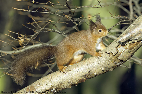 Red Squirrel in Keilder Forest Picture Board by George Cox