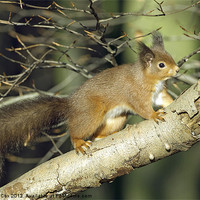 Buy canvas prints of Red Squirrel in Keilder Forest by George Cox