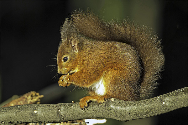 Red Squirrel Picture Board by George Cox