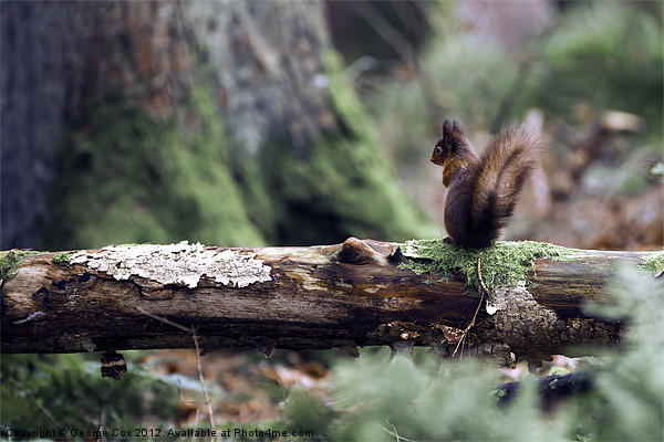 Red Squirrel in the Forest Picture Board by George Cox