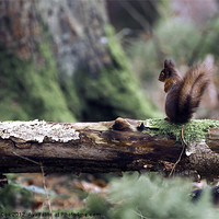 Buy canvas prints of Red Squirrel in the Forest by George Cox
