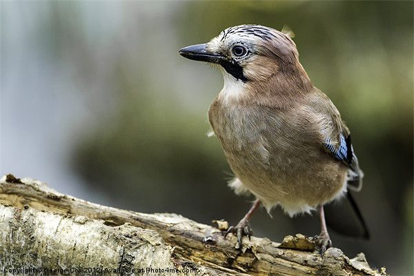 Jay at Potteric Carr Picture Board by George Cox
